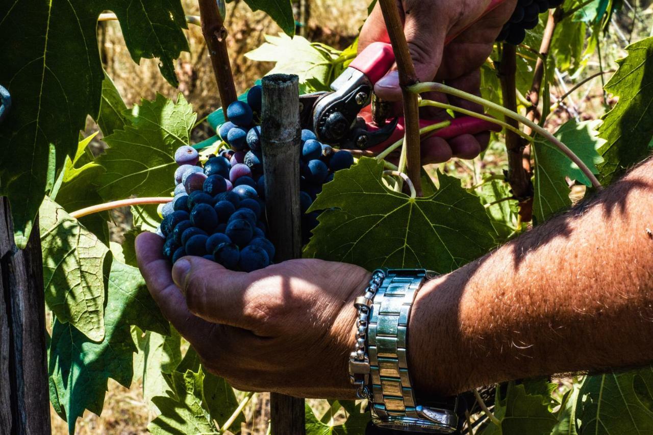 Agriturismo La Camporena Greve in Chianti Bagian luar foto